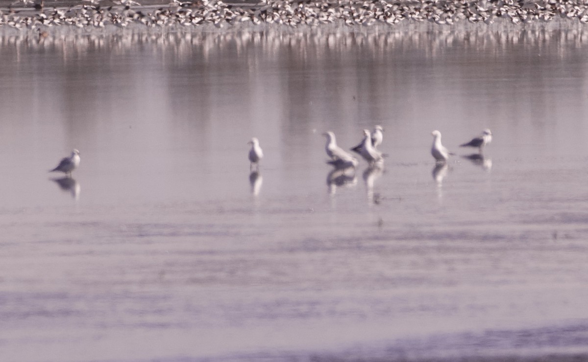 Silver Gull (Silver) - ML633532315