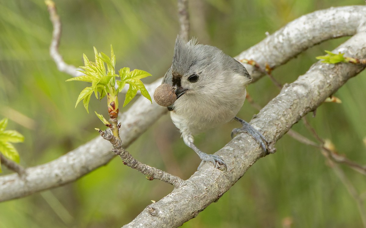 Tufted Titmouse - ML633532320