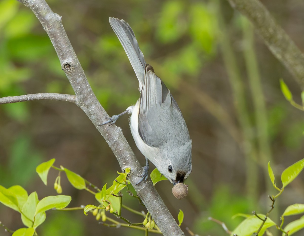 Tufted Titmouse - ML633532323