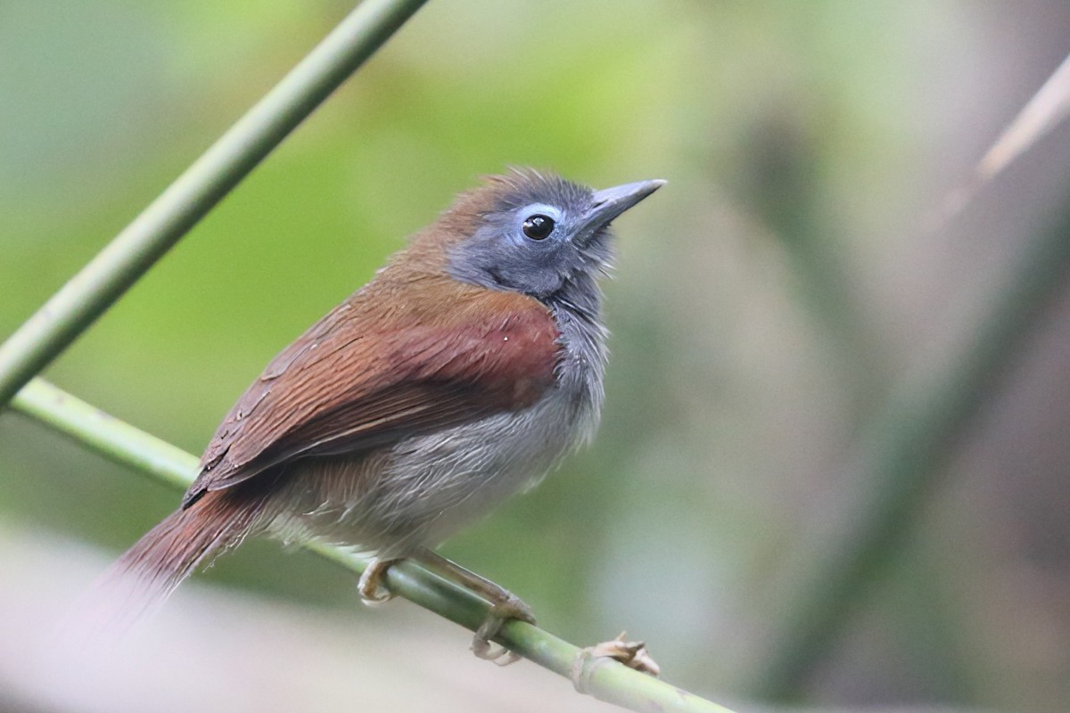 Chestnut-winged Babbler - ML633532392
