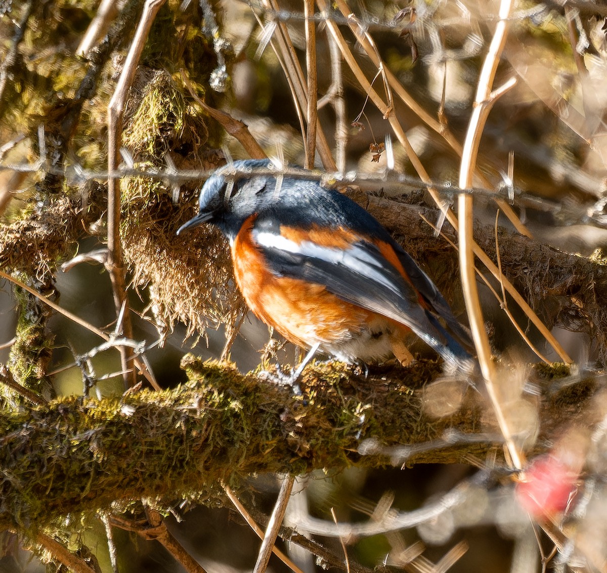 White-throated Redstart - ML633532465