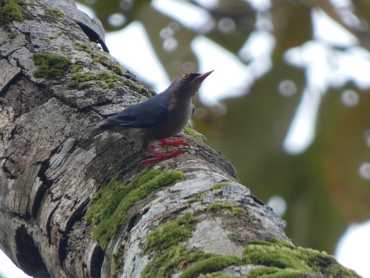 Velvet-fronted Nuthatch - ML633532467