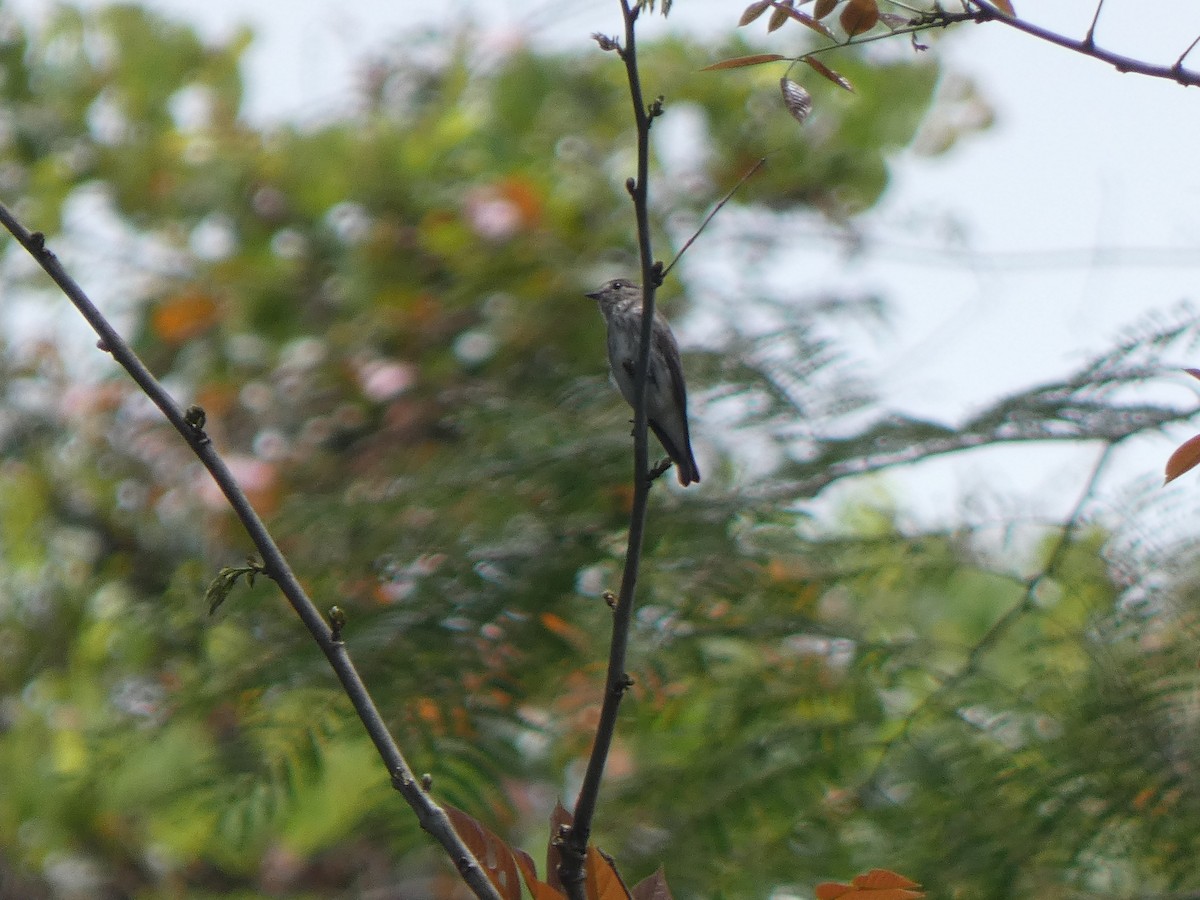 Gray-streaked Flycatcher - ML633532477