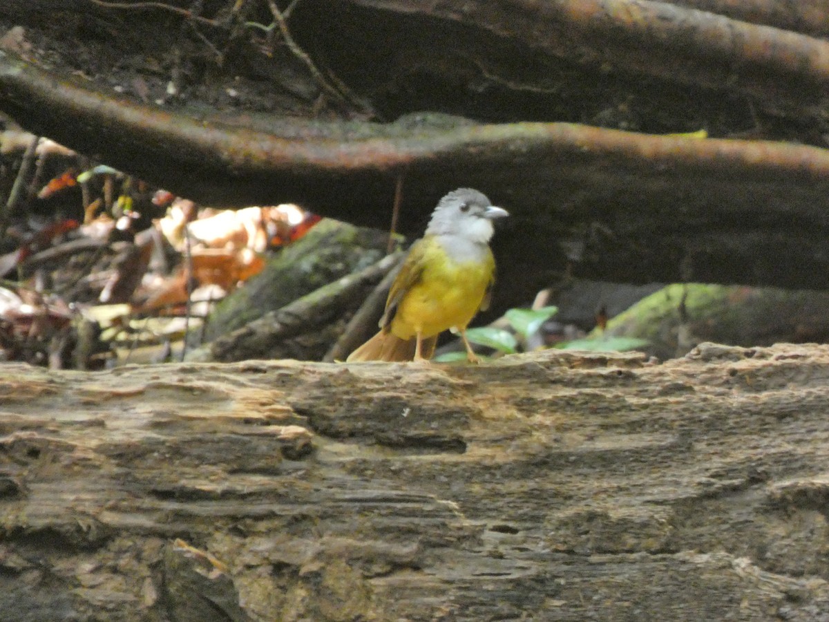 Yellow-bellied Bulbul - ML633532501