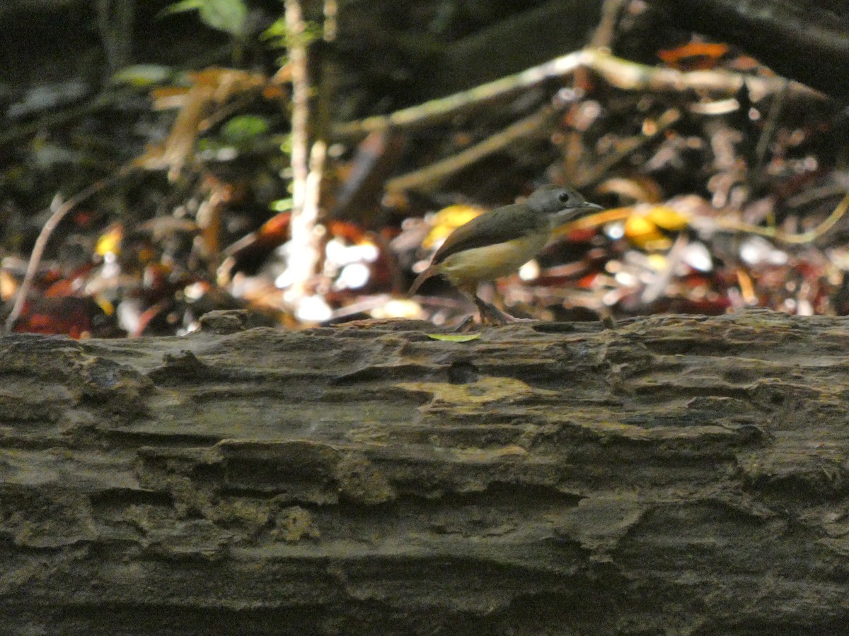 Short-tailed Babbler (Leaflitter) - ML633532503