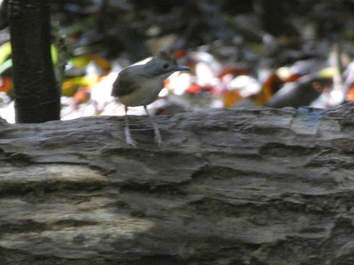 Short-tailed Babbler (Leaflitter) - ML633532505