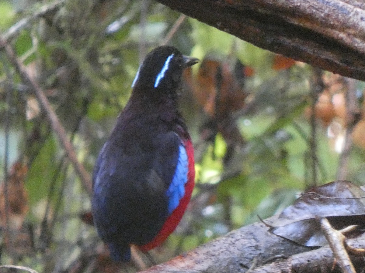 Black-crowned Pitta - ML633532506