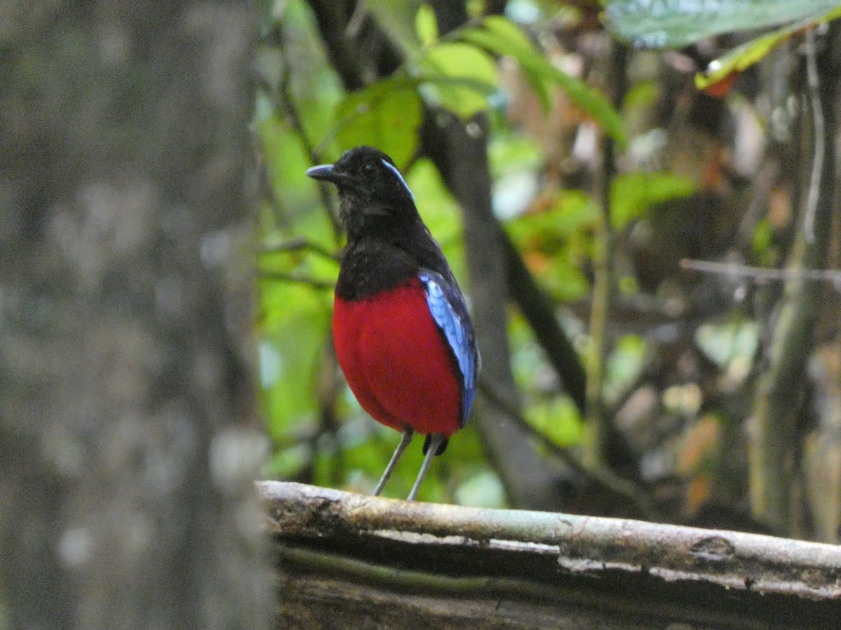 Black-crowned Pitta - ML633532507
