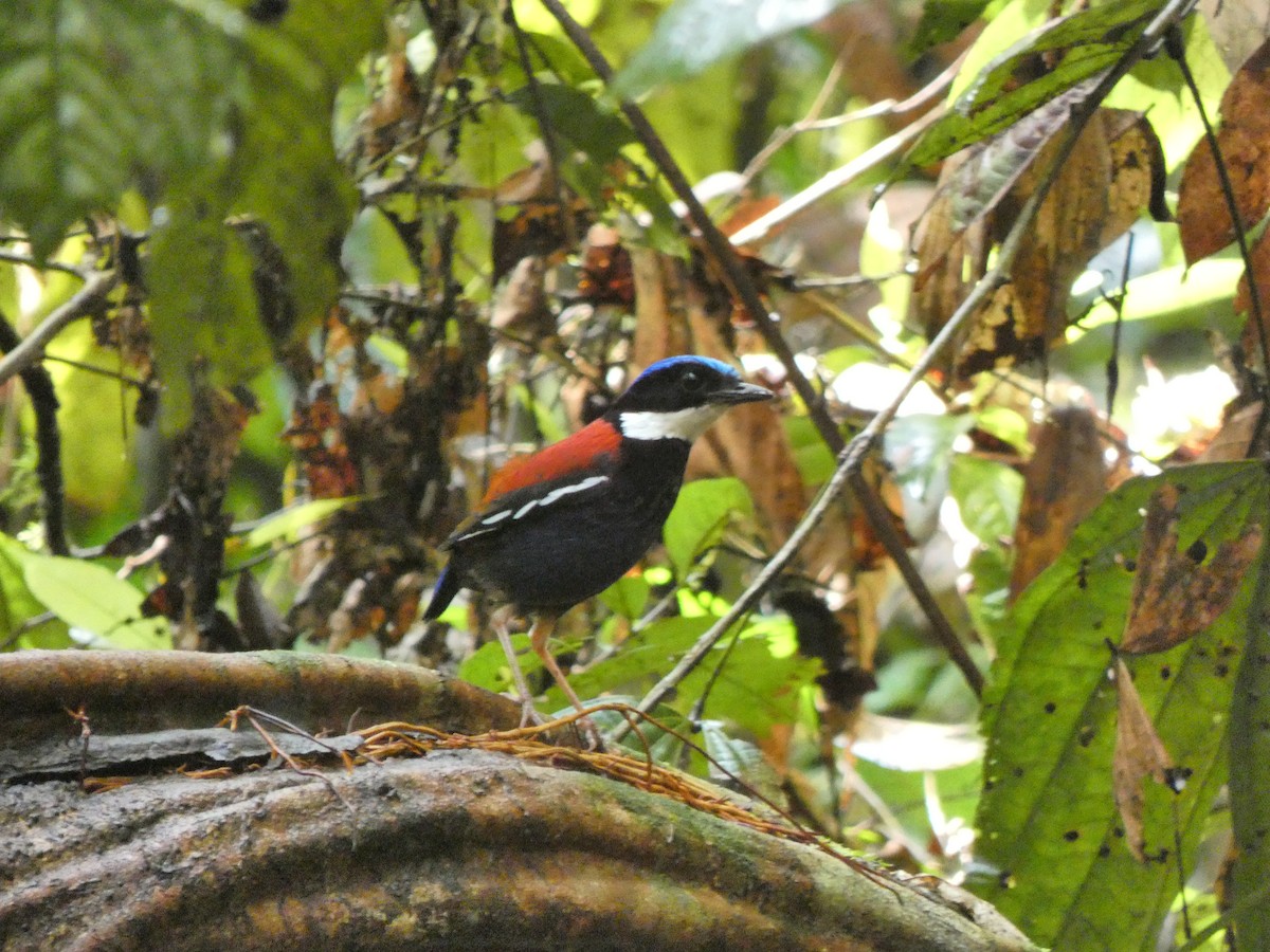 Blue-headed Pitta - ML633532511