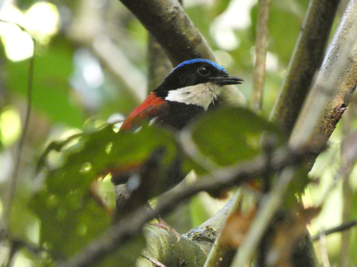 Blue-headed Pitta - ML633532512