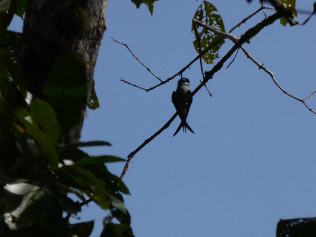 Whiskered Treeswift - ML633532521