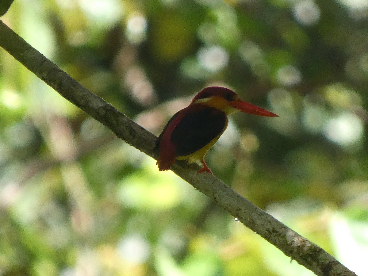 Rufous-backed Dwarf-Kingfisher - ML633532529