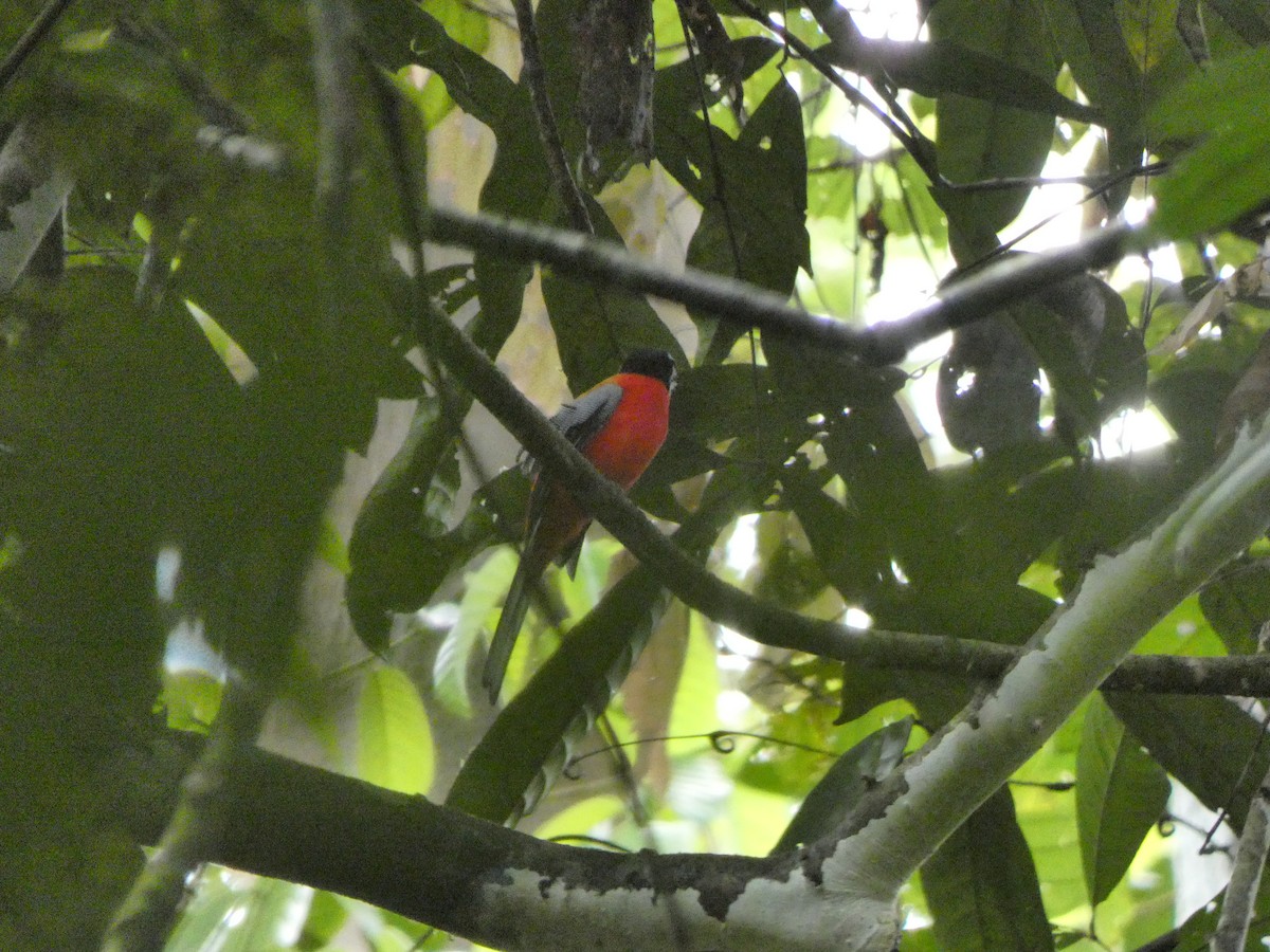 Scarlet-rumped Trogon - ML633532550
