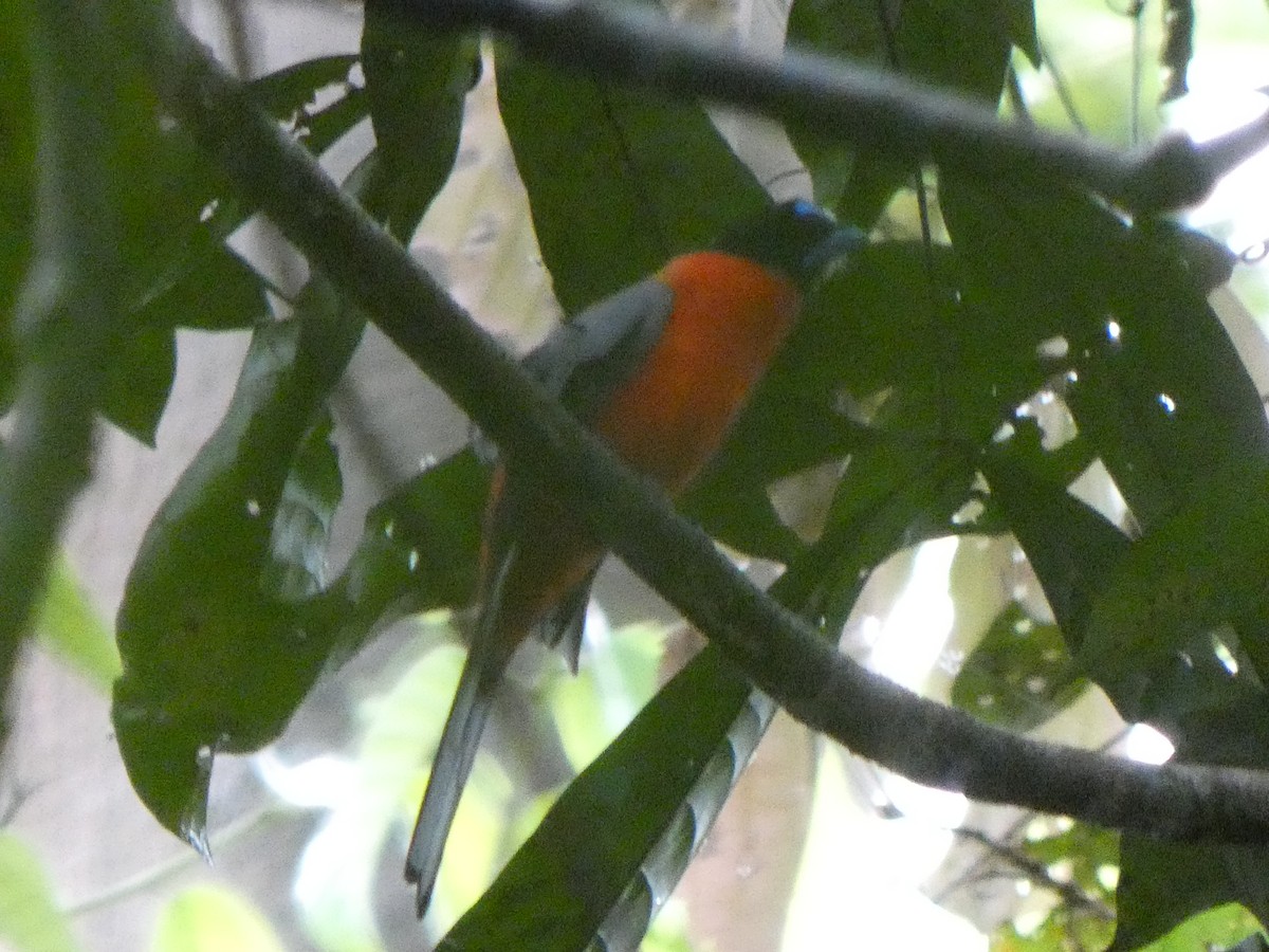 Scarlet-rumped Trogon - ML633532551