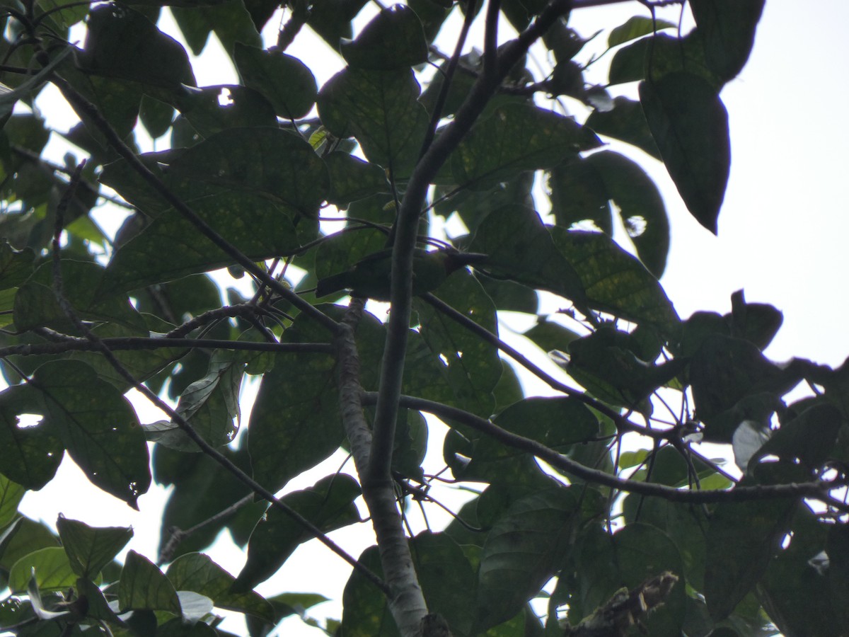Red-throated Barbet - ML633532576