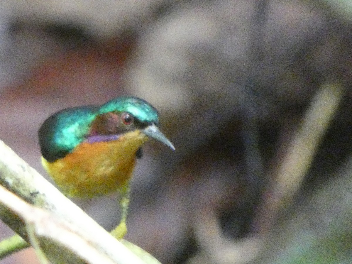 Ruby-cheeked Sunbird - ML633532578