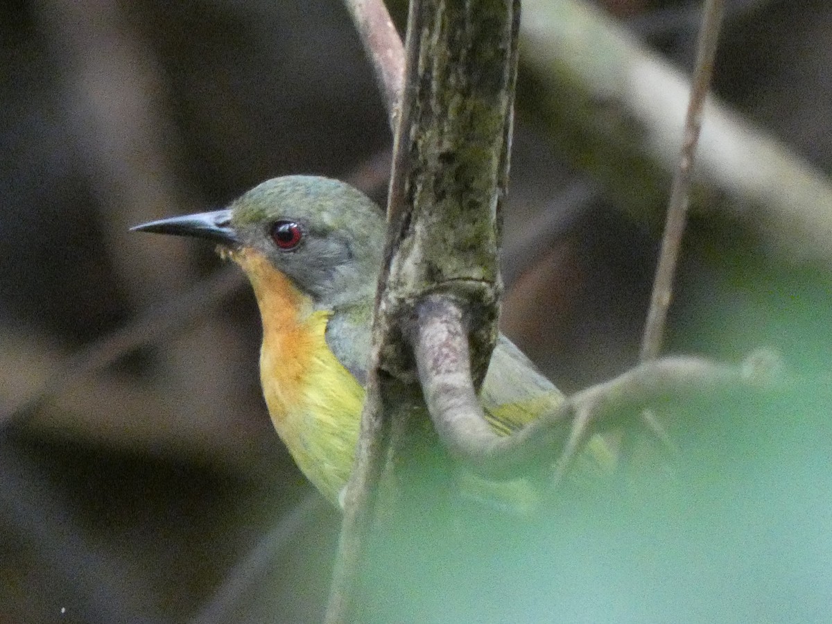 Ruby-cheeked Sunbird - ML633532580