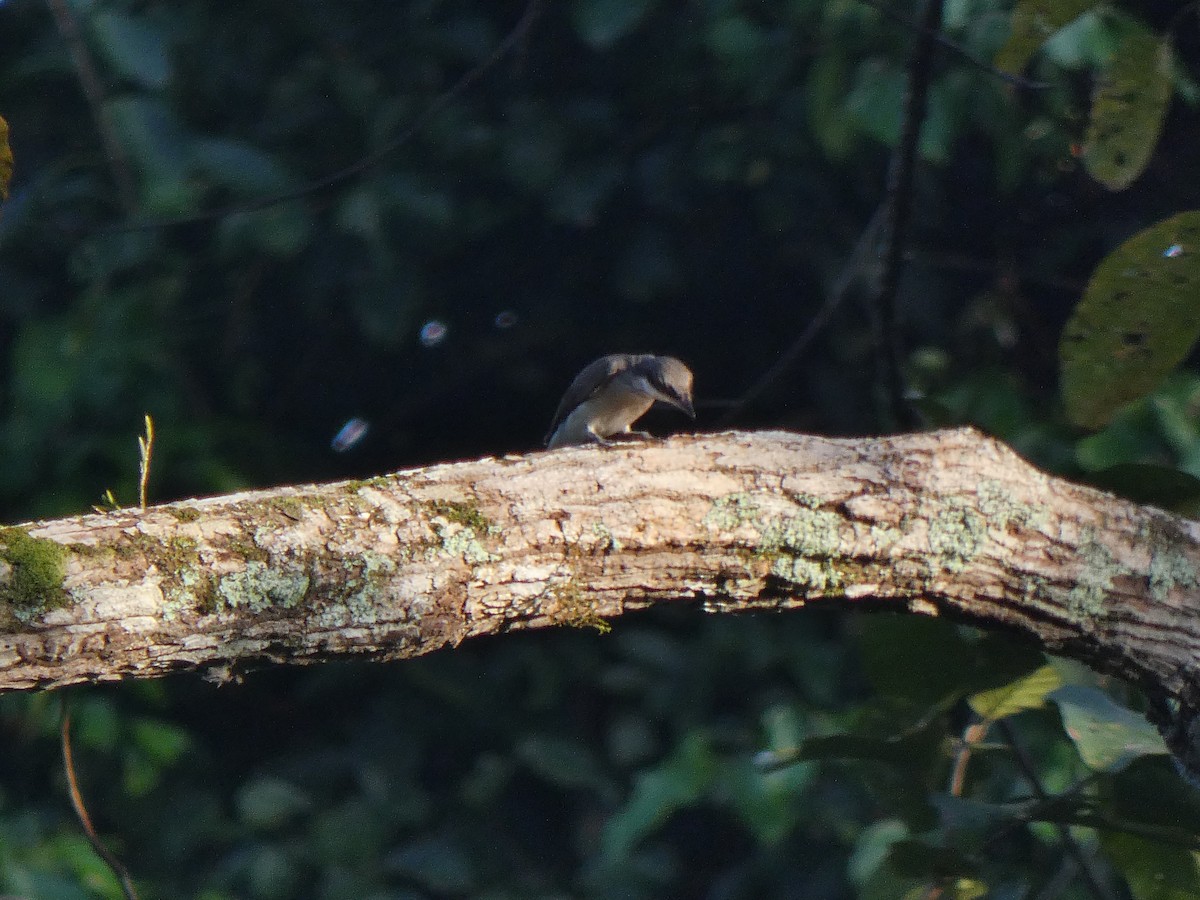 Large Woodshrike - ML633532599
