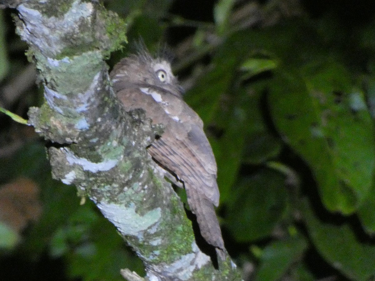 Sunda Frogmouth - ML633532608