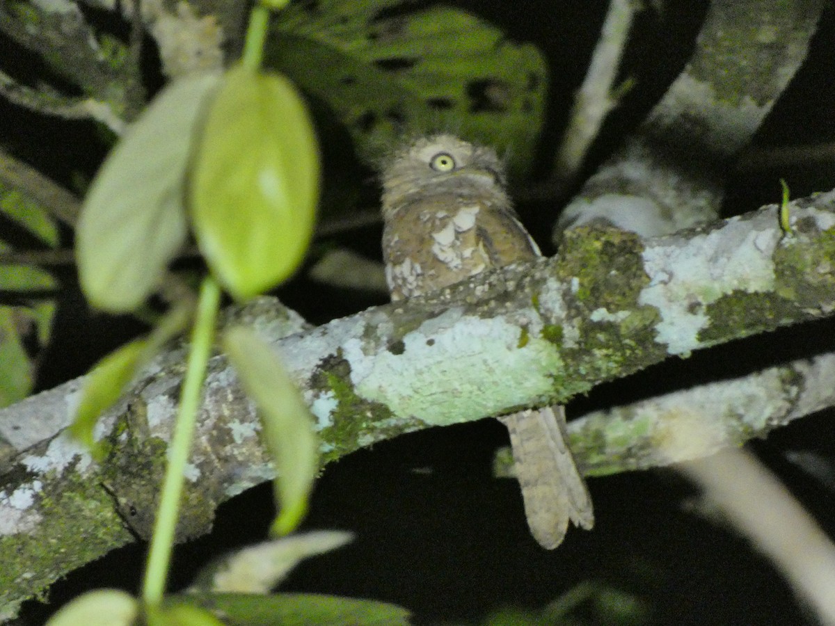 Sunda Frogmouth - ML633532612