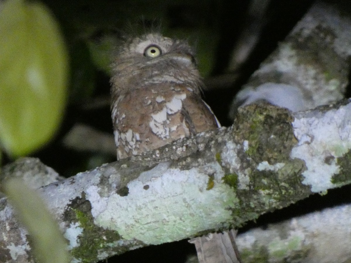 Sunda Frogmouth - ML633532615