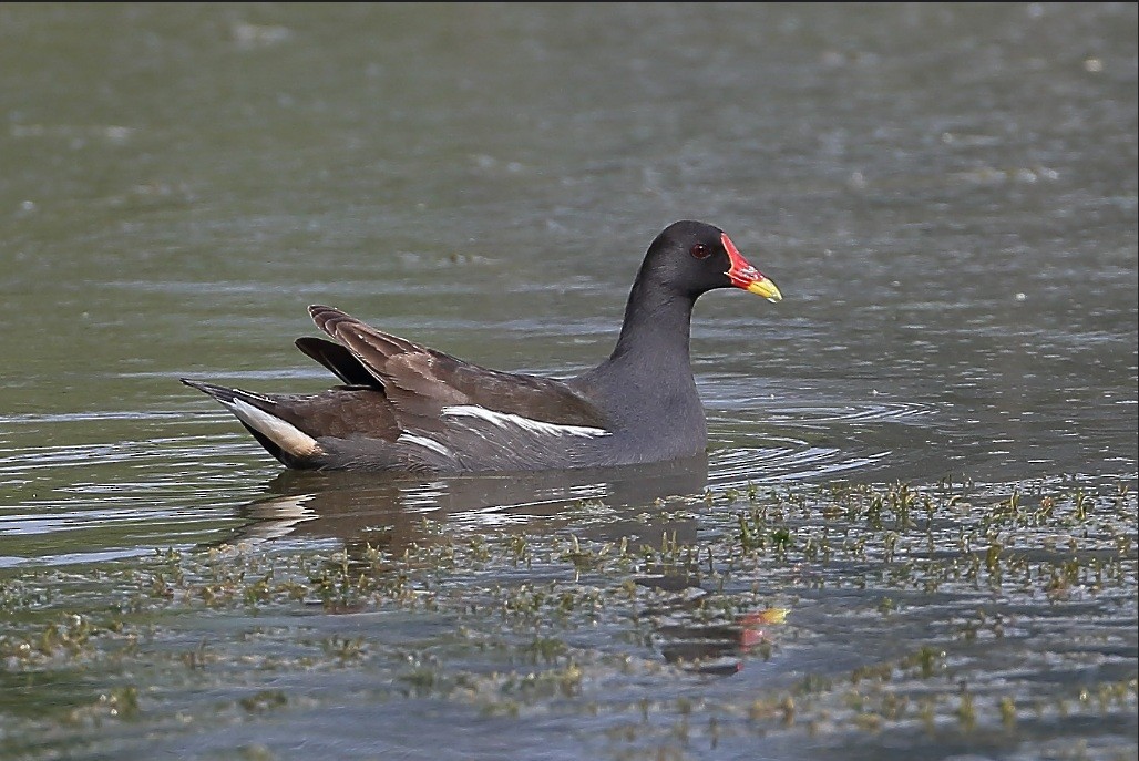 Eurasian Moorhen - ML633532616