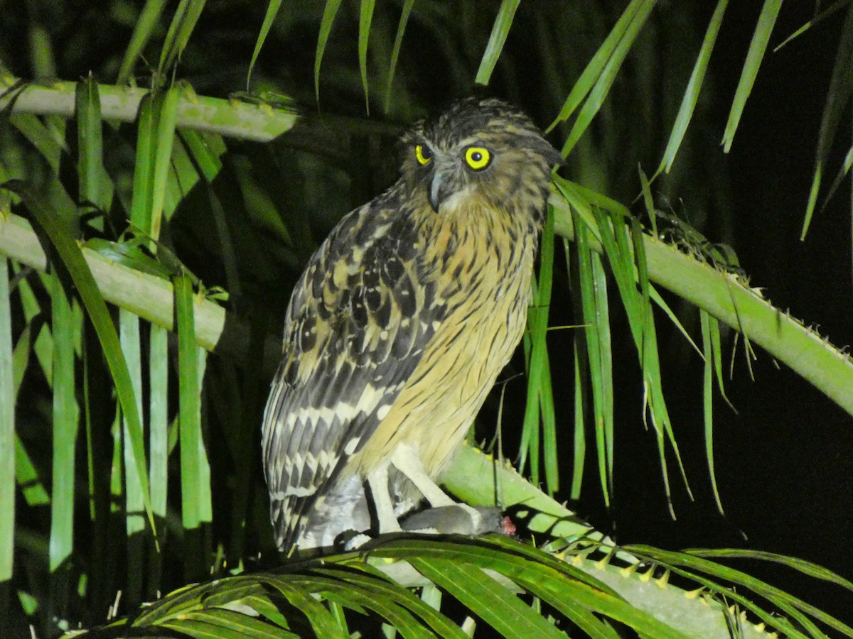 Buffy Fish-Owl - ML633532617