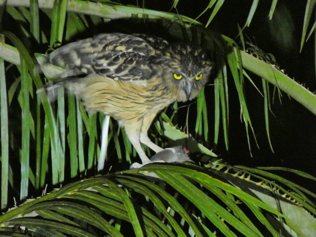 Buffy Fish-Owl - ML633532627