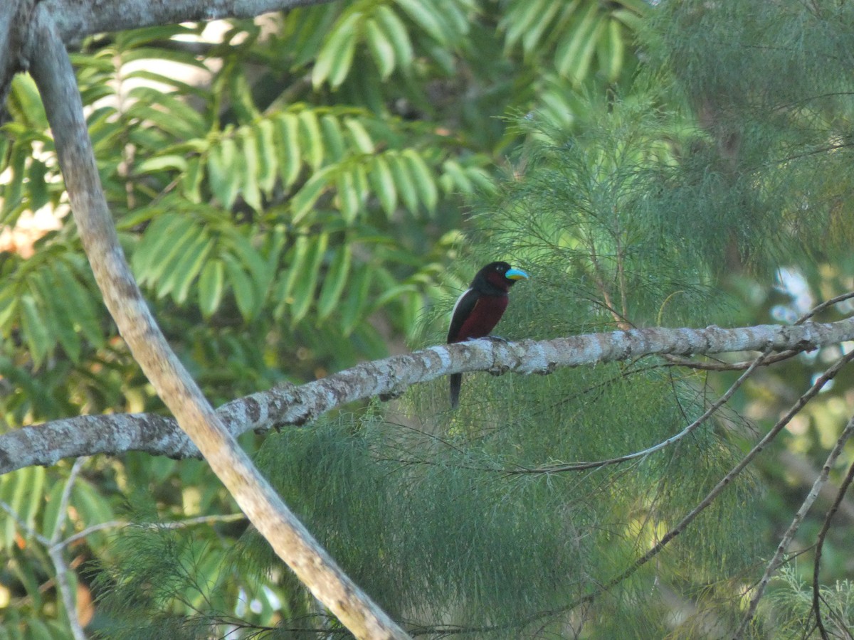 Black-and-red Broadbill (Black-and-red) - ML633532640