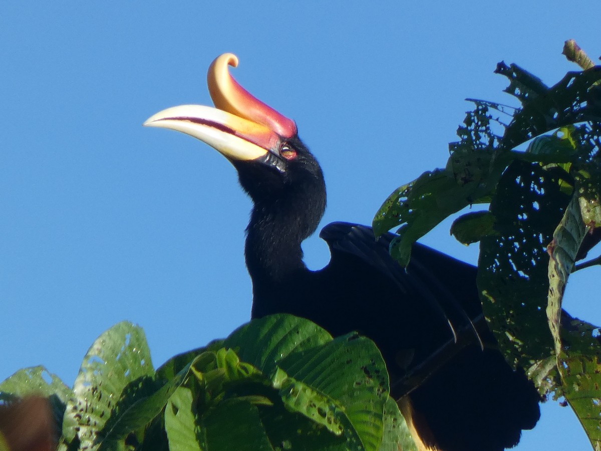 Rhinoceros Hornbill - ML633532641