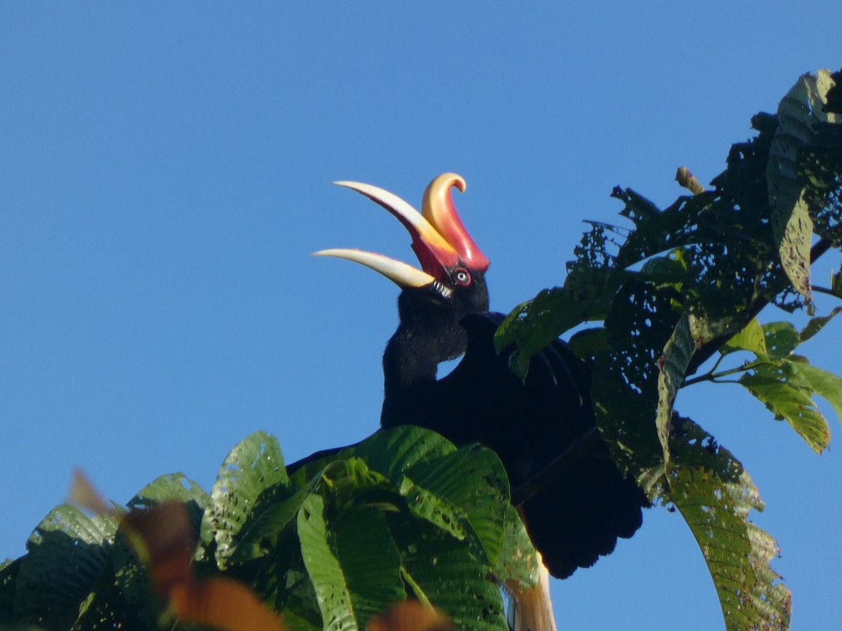 Rhinoceros Hornbill - ML633532643