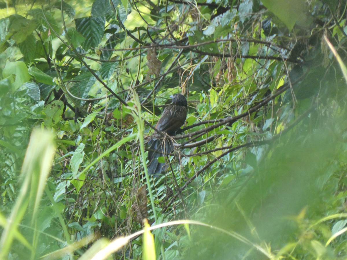 Lesser Coucal - ML633532646