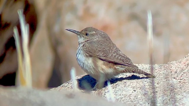 Rock Wren - ML633532648