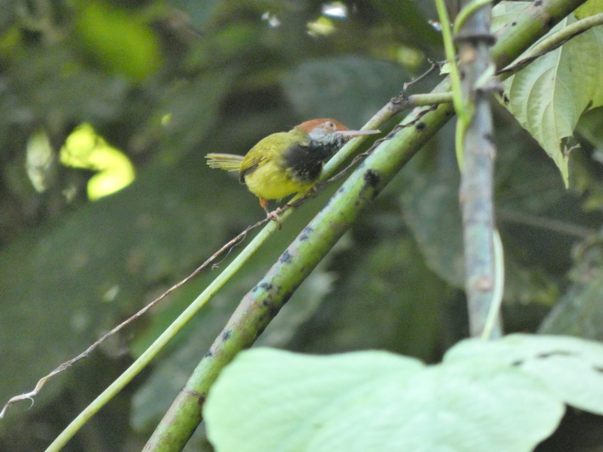 Dark-necked Tailorbird - ML633532652