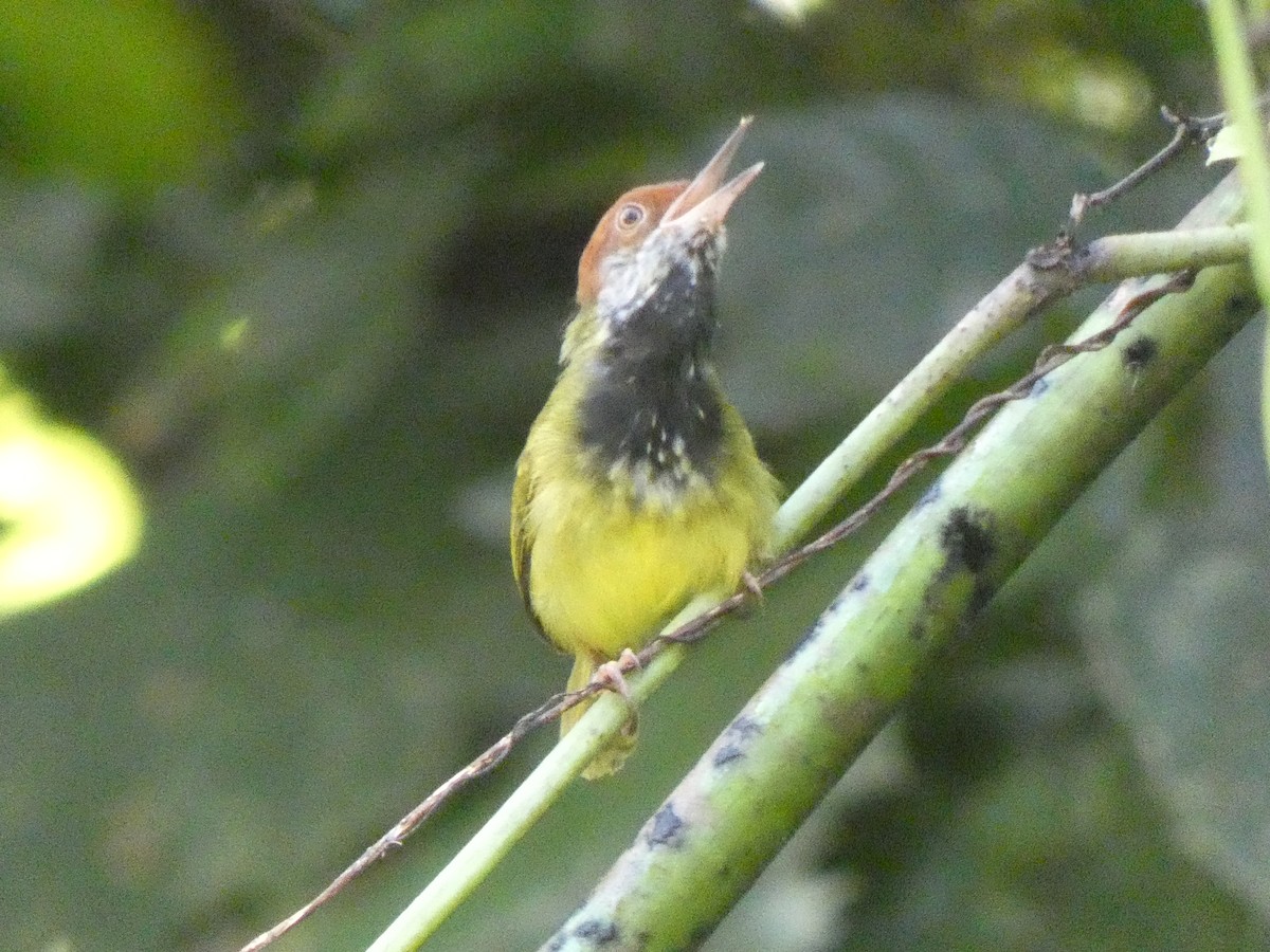 Dark-necked Tailorbird - ML633532653