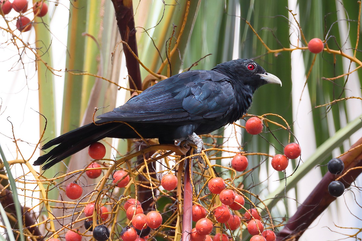 Asian Koel - ML633532736