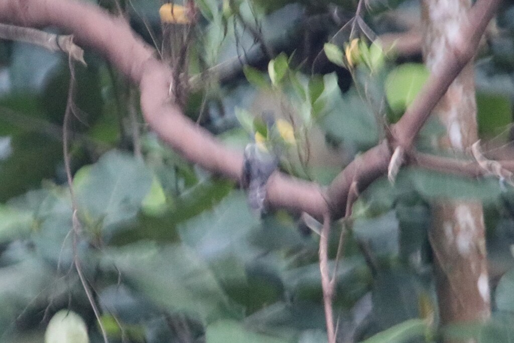 Hodgson's Hawk-Cuckoo - ML633532742