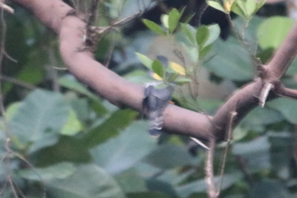 Hodgson's Hawk-Cuckoo - ML633532743