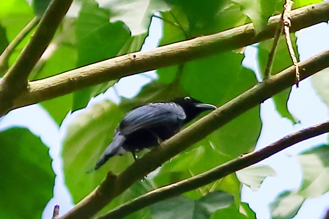 Palawan Drongo - ML633532876