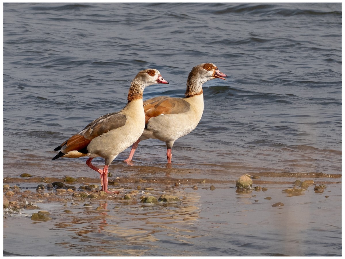 Egyptian Goose - ML633532949
