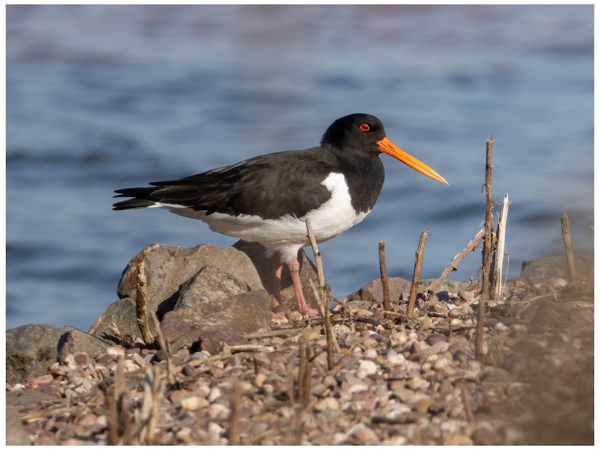Eurasian Oystercatcher - ML633532951