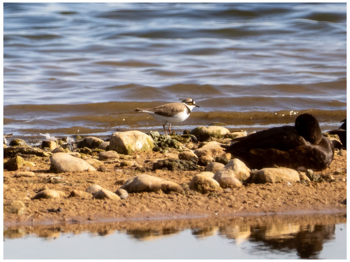 Little Ringed Plover - ML633532954