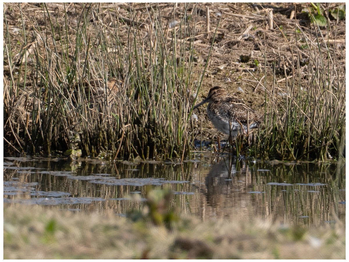 Common Snipe - ML633532964