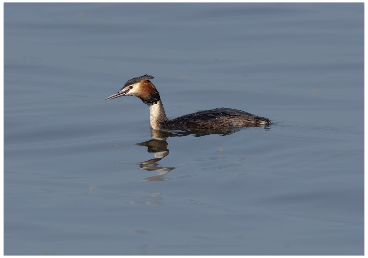 Great Crested Grebe - ML633532967
