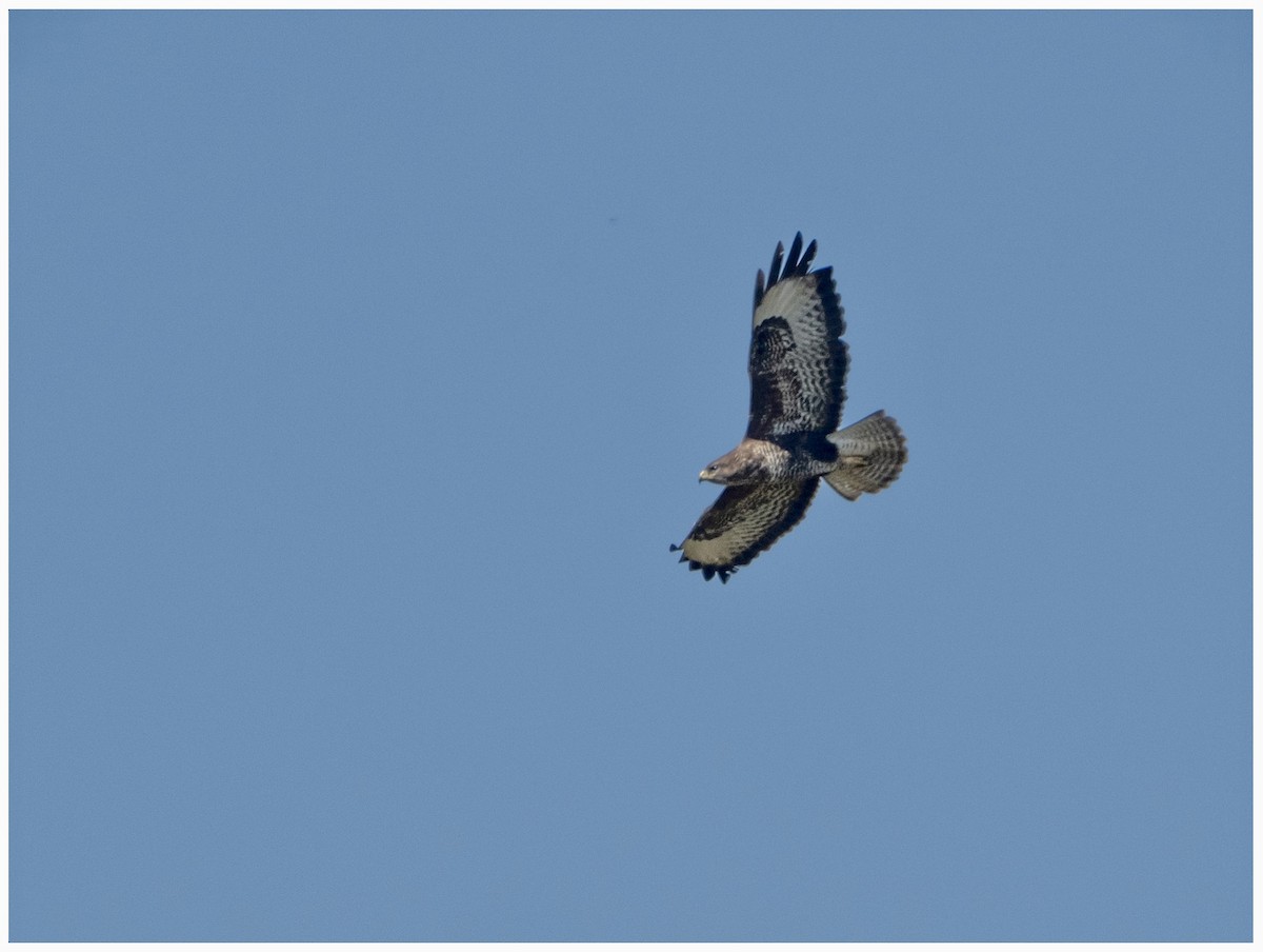 Common Buzzard - ML633532970