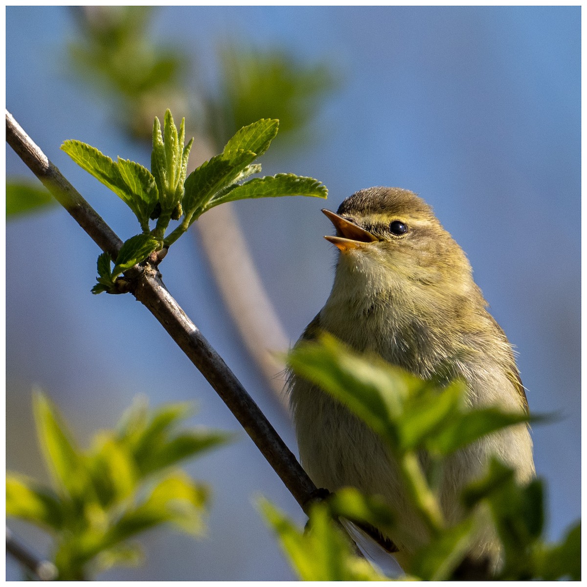 Willow Warbler - ML633532972