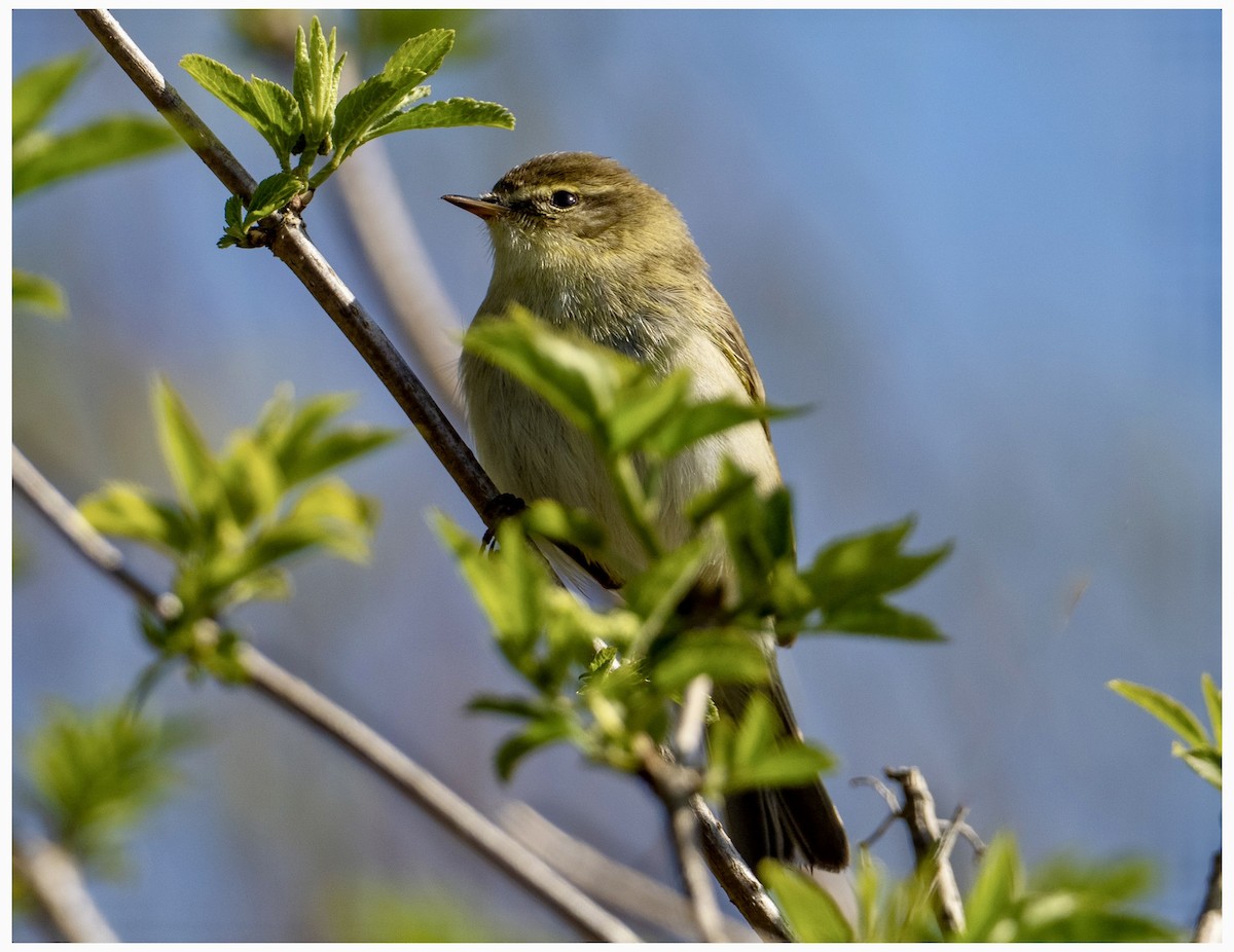 Willow Warbler - ML633532973
