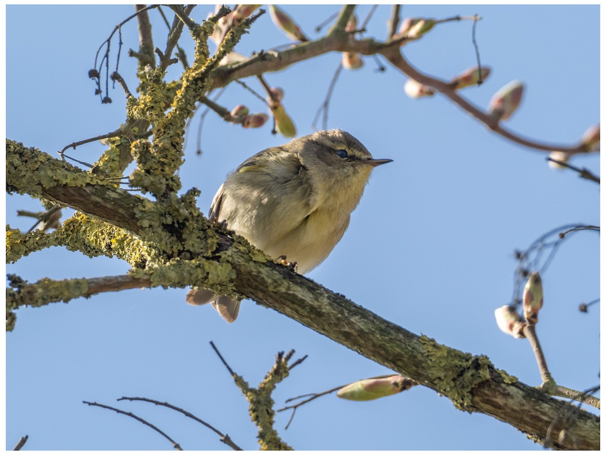 Common Chiffchaff - ML633532980