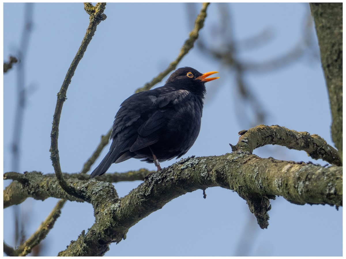 Eurasian Blackbird - ML633532986