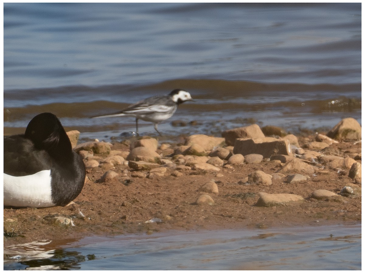 White Wagtail - ML633532988